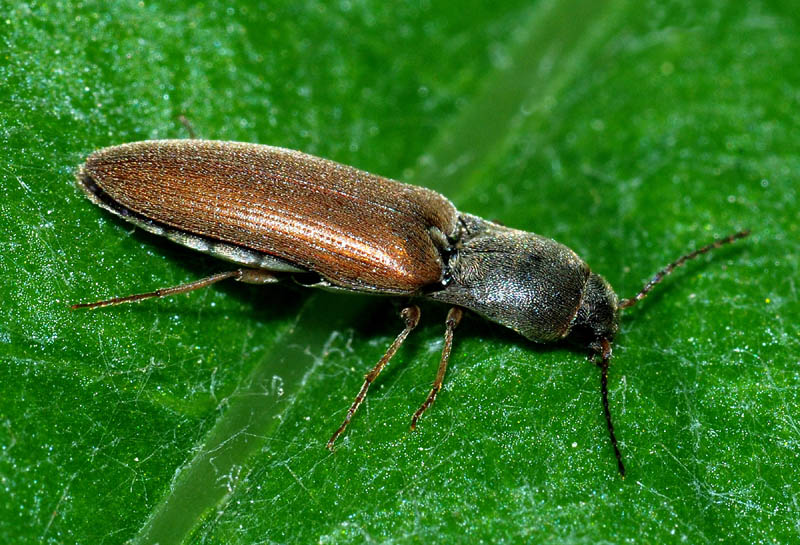 Elateridae da det.:  Agriotes infuscatus (cfr.)